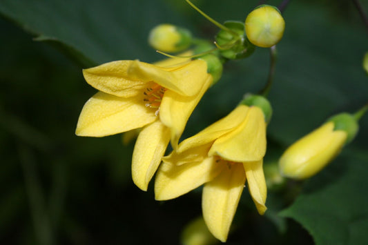 Kirengeshoma palmata Japanische Wachsglocke