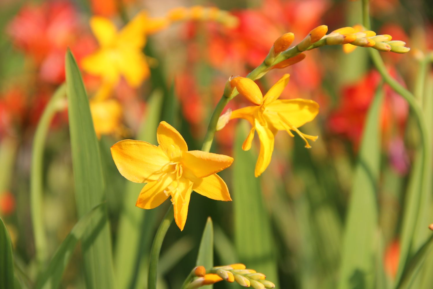 Crocosmia x crocosmiiflora 'Buttercup' Montbretie