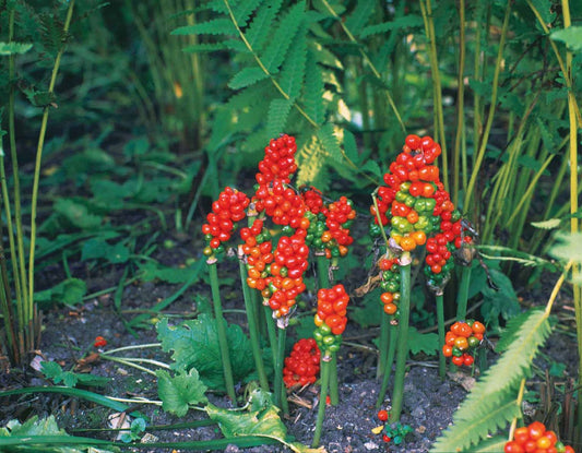 Arum italicum 'Pictum Geaderter Aronstab