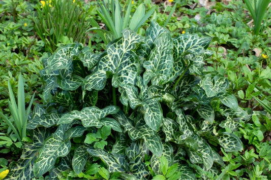 Arum italicum 'Pictum Geaderter Aronstab