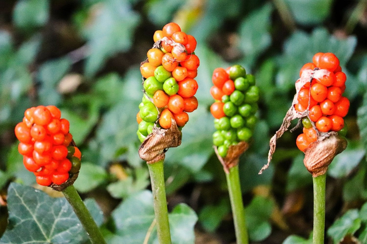 Arum italicum 'Pictum (Geaderter Aronstab)