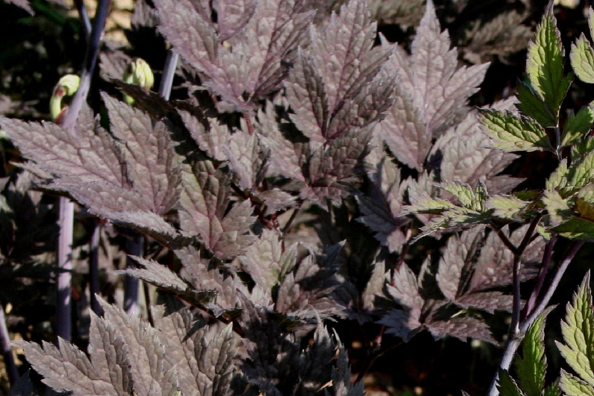 Cimicifuga simplex 'Brunette' (Silberkerze) - P 1