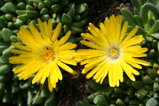 Delosperma congestum Gedrängte Mittagsblume