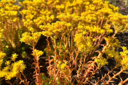 Sedum reflexum 'Angelina' (Nickende Garten-Fetthenne)