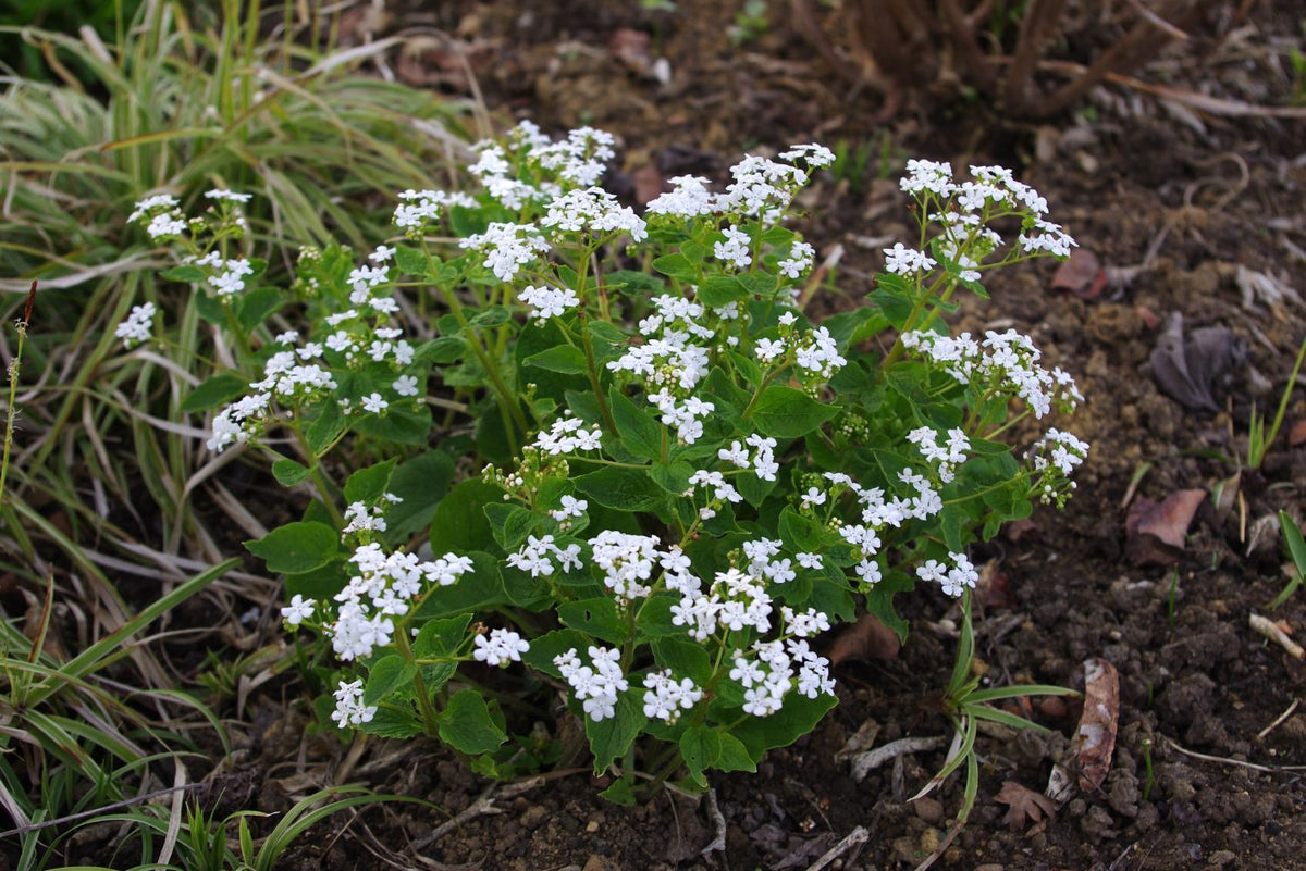 Brunnera macrophylla 'Betty Bowring' (Kaukasusvergissmeinnicht) - P 1