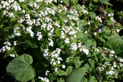 Brunnera macrophylla 'Betty Bowring' (Kaukasusvergissmeinnicht)