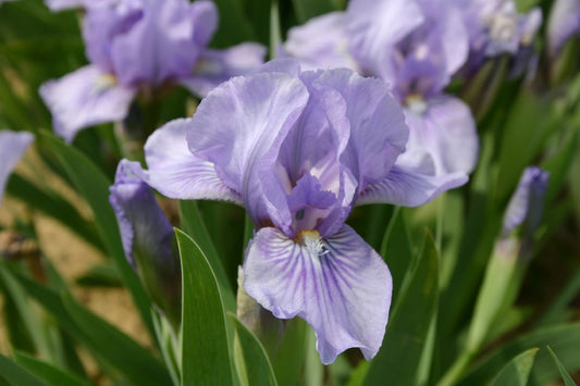 Iris Barbata-Nana 'Orchid Raye' Zwergige Garten-Schwertlilie