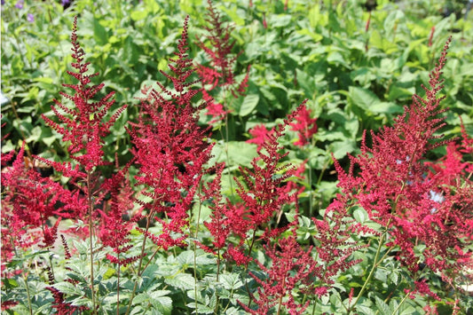 Astilbe x arendsii 'Glut' Arends Garten-Prachtspiere