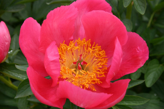 Paeonia lactiflora 'Flame' Staudenpfingstrose