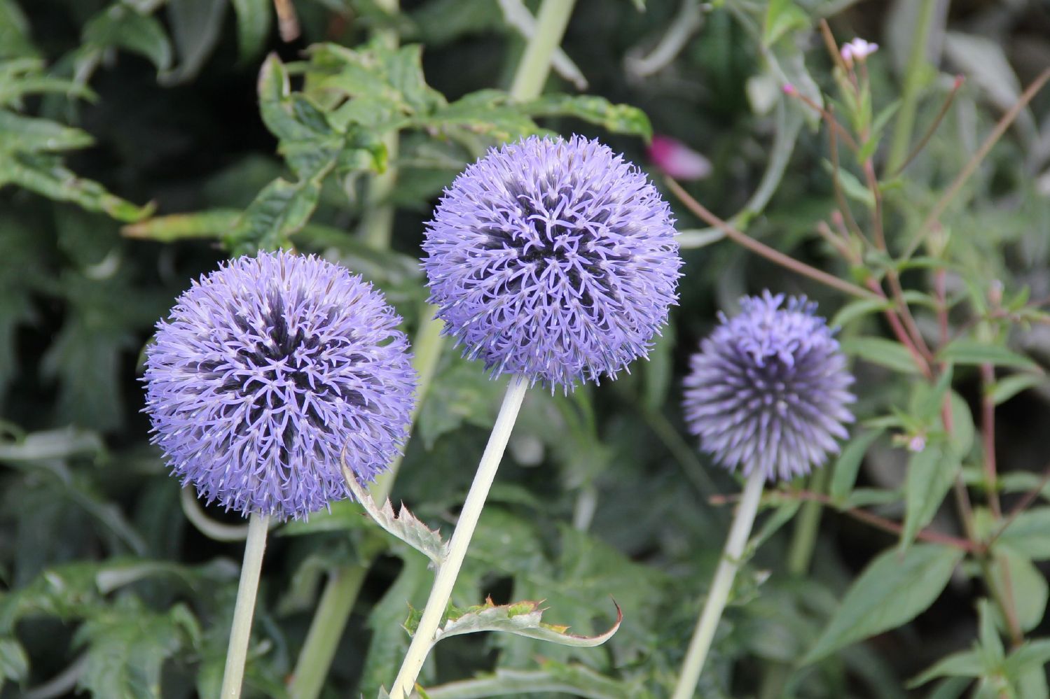 Echinops banaticus 'Blue Glow' Kugeldistel