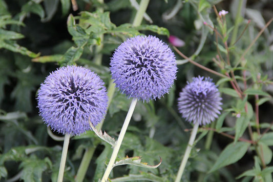 Echinops banaticus 'Blue Glow' Kugeldistel