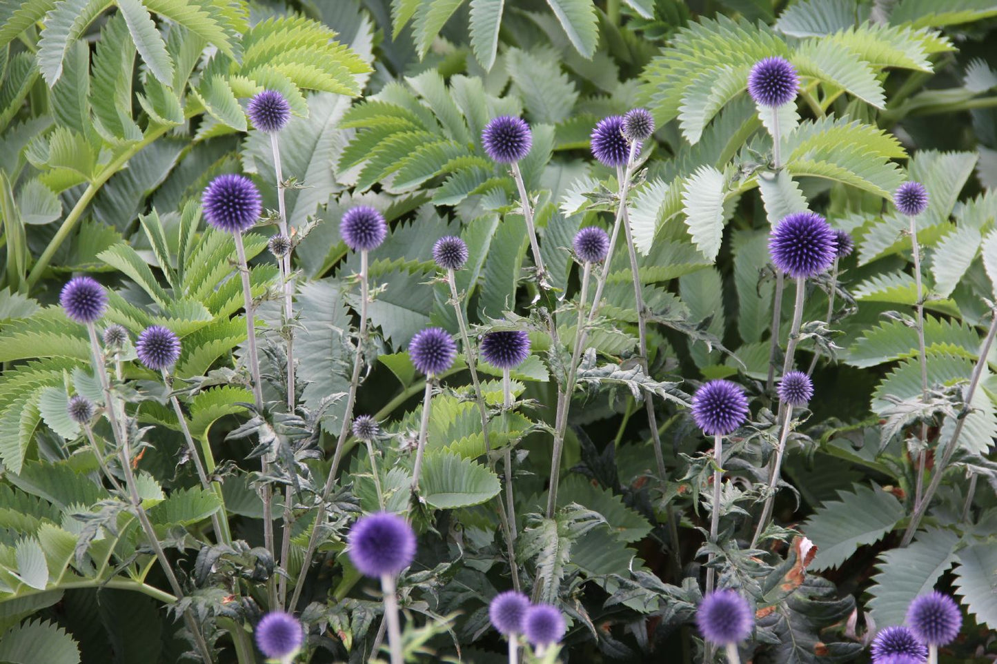 Echinops banaticus 'Blue Glow' (Kugeldistel)