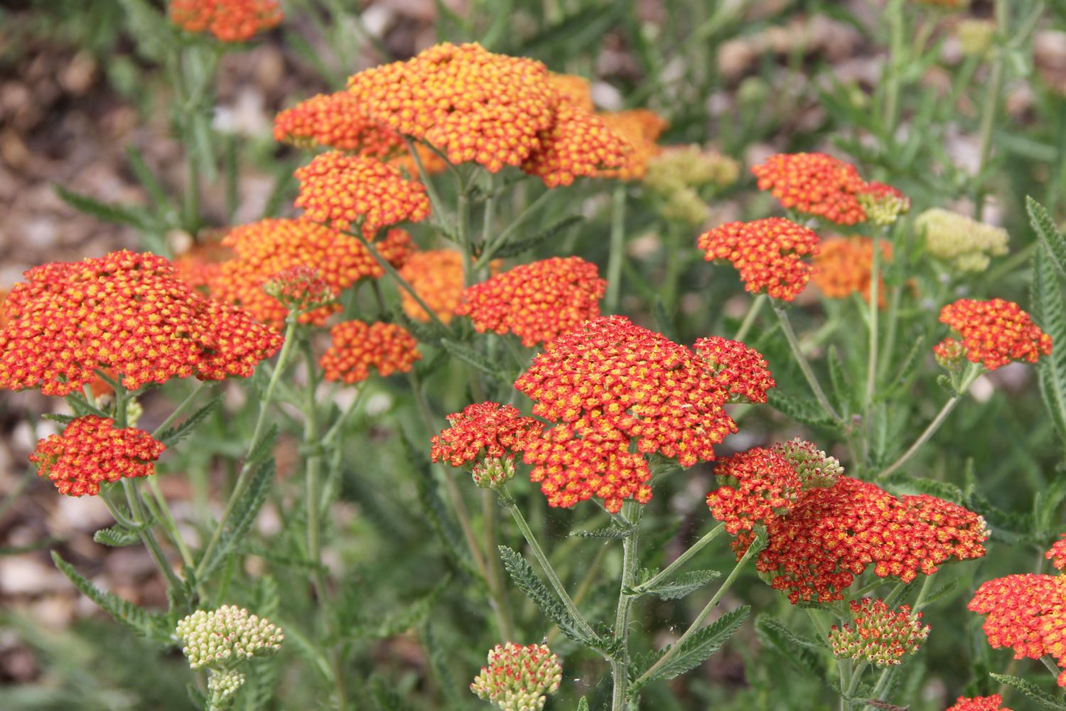 Achillea x filipendulina 'Feuerland' Hohe Garten-Gold-Garbe