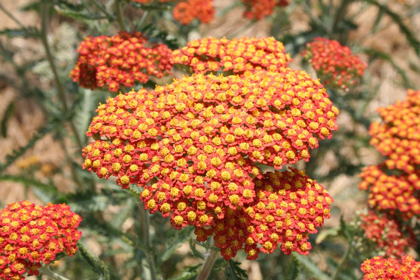 Achillea x filipendulina 'Feuerland' (Hohe Garten-Gold-Garbe)