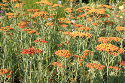 Achillea x filipendulina 'Feuerland' (Hohe Garten-Gold-Garbe)