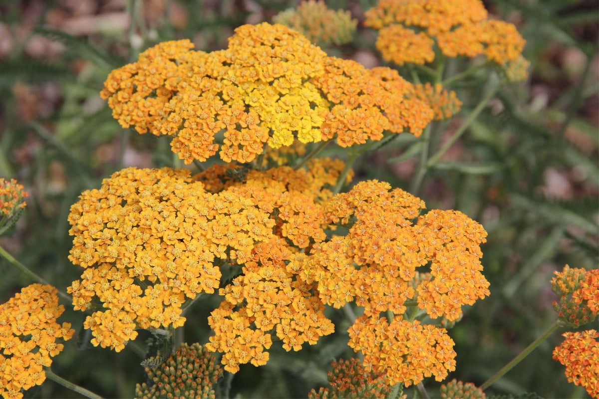 Achillea millefolium 'Terracotta' (Schafgarbe) - P 1