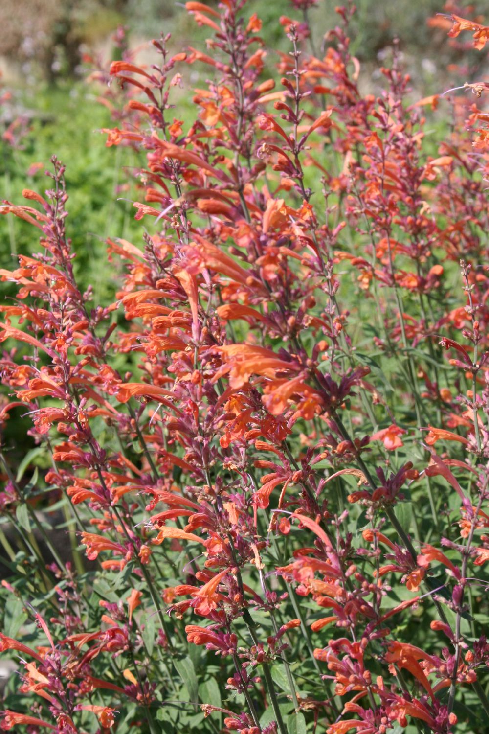 Agastache barberi 'Firebird' Garten-Duftnessel