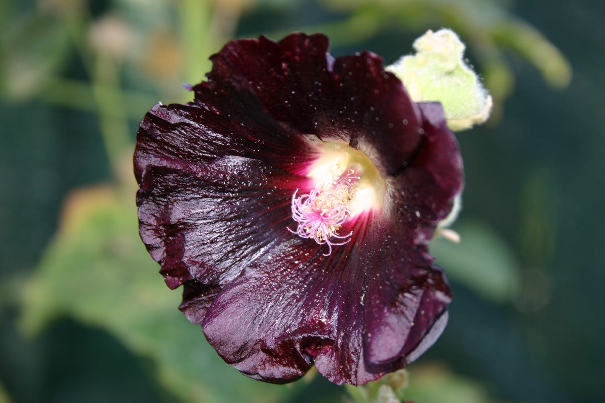 Alcea rosea 'Nigra' (Stockrose) - P 1