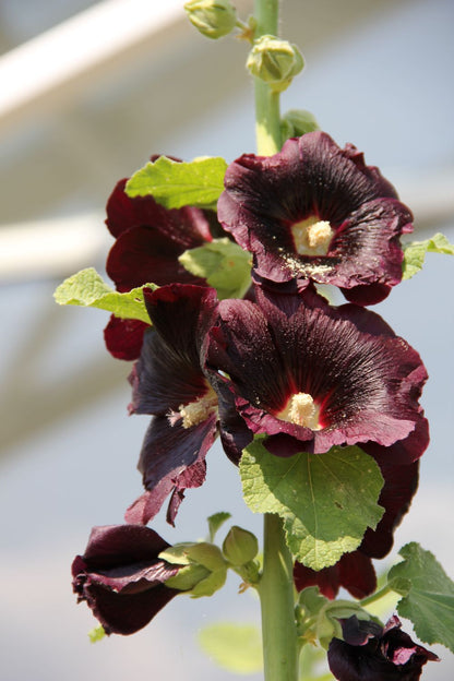 Alcea rosea 'Nigra' (Stockrose)
