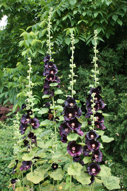 Alcea rosea 'Nigra' (Stockrose)