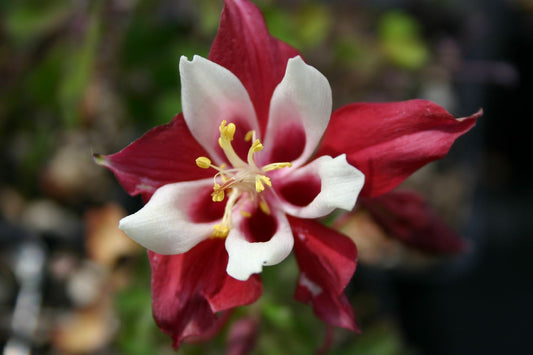 Aquilegia x caerulea 'Red Hobbit' Langspornige Garten-Akelei