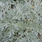 Artemisia arborescens 'Powis Castle' Halbstrauchiger Garten-Wermut