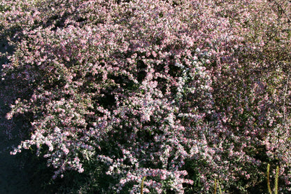 Aster lateriflorus 'Lady in Black' (Waagerechte Gartenaster)