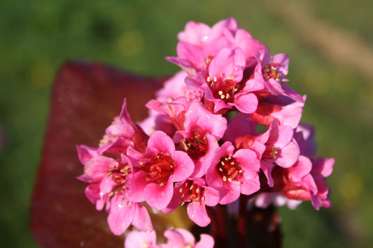 Bergenia cordifolia 'Rosa Zeiten' Garten-Bergenie