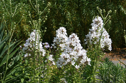 Campanula lactiflora 'Alba' (Dolden-Glockenblume)