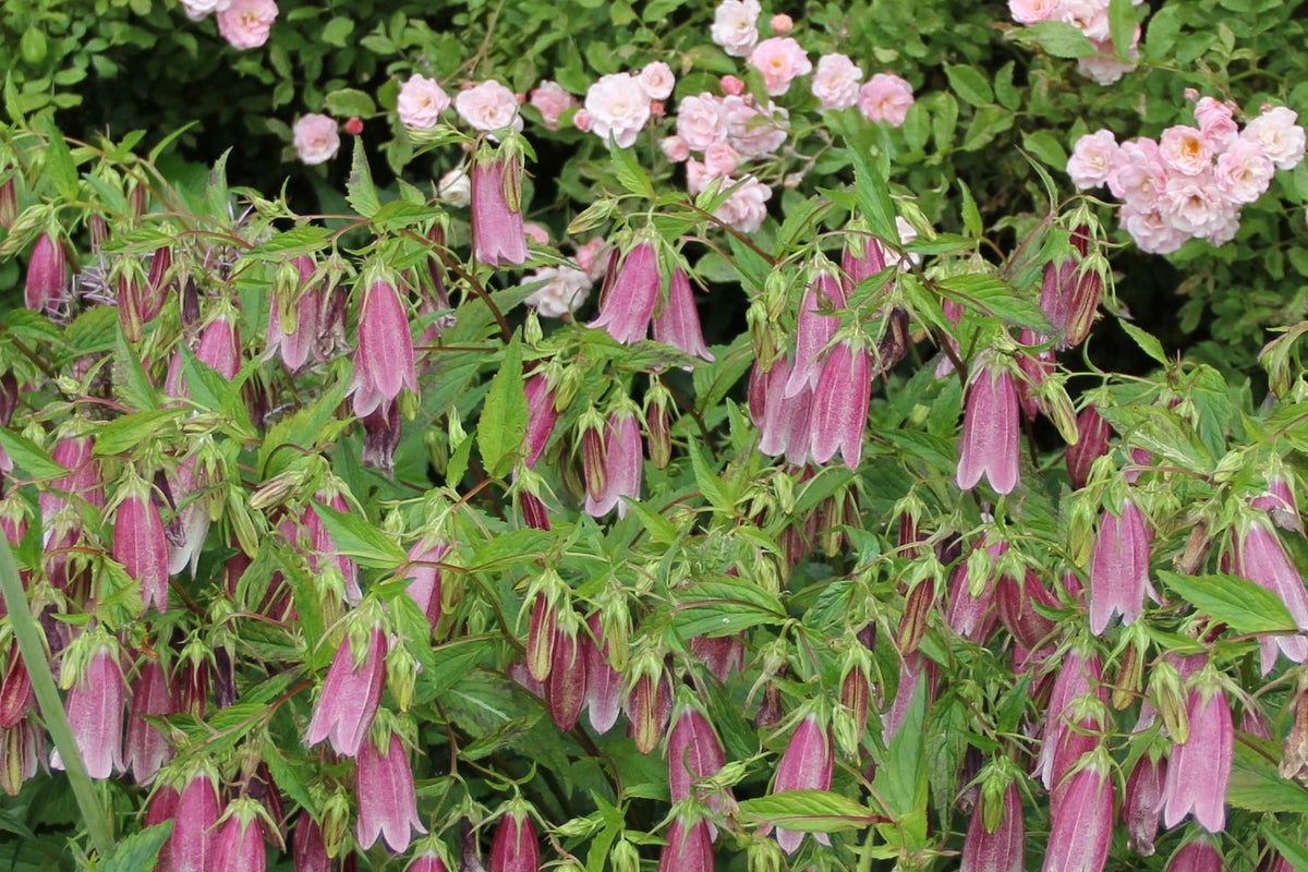 Campanula punctata 'Rubriflora' (Großblütige Glockenblume) - P1