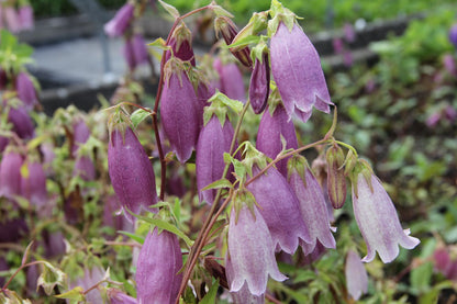 Campanula punctata 'Rubriflora' (Großblütige Glockenblume)