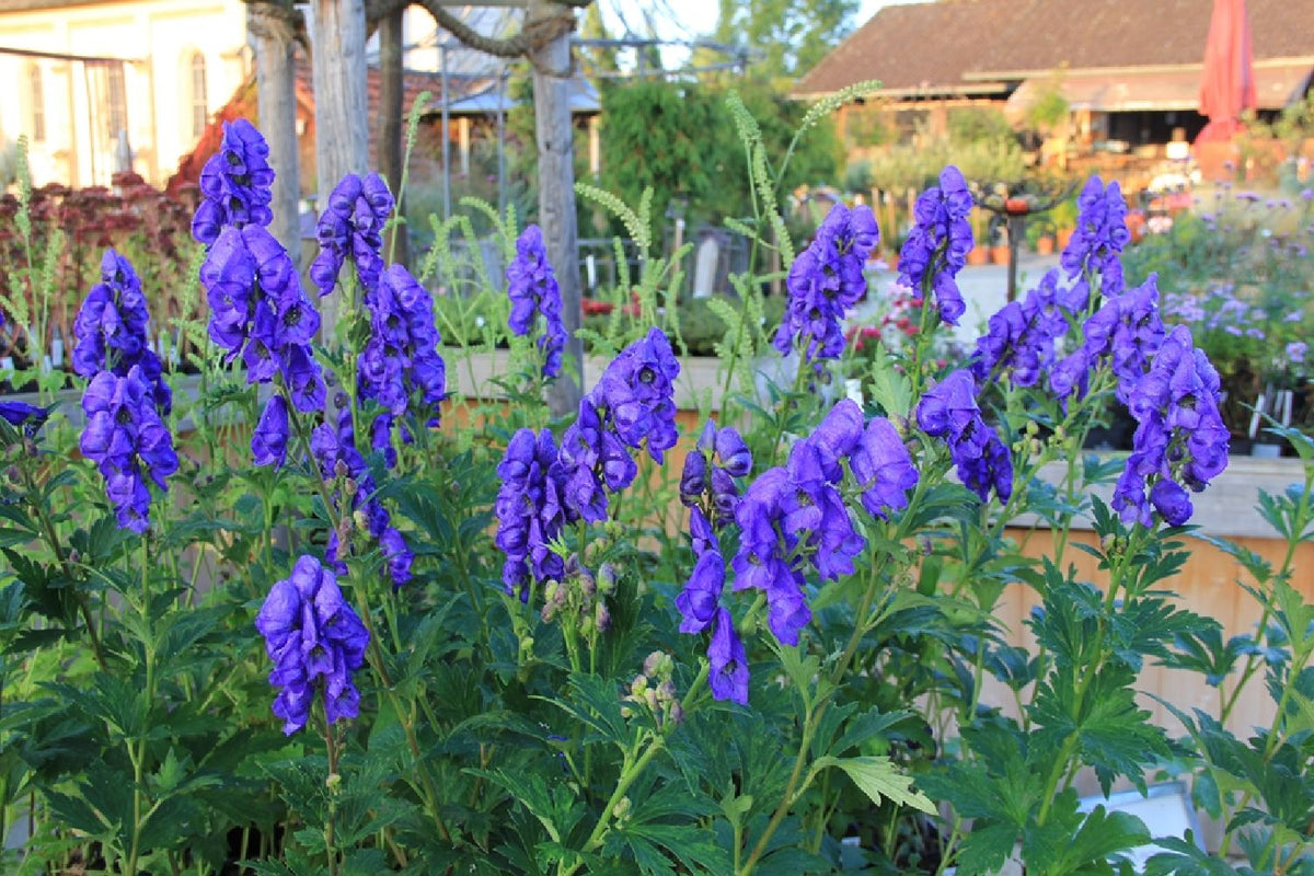 Aconitum carmichaelii 'Arendsii' (Eisenhut) - P 1