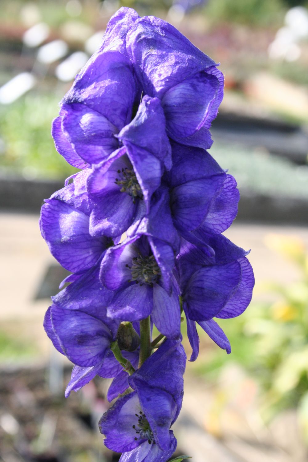 Aconitum carmichaelii 'Arendsii' (Eisenhut)