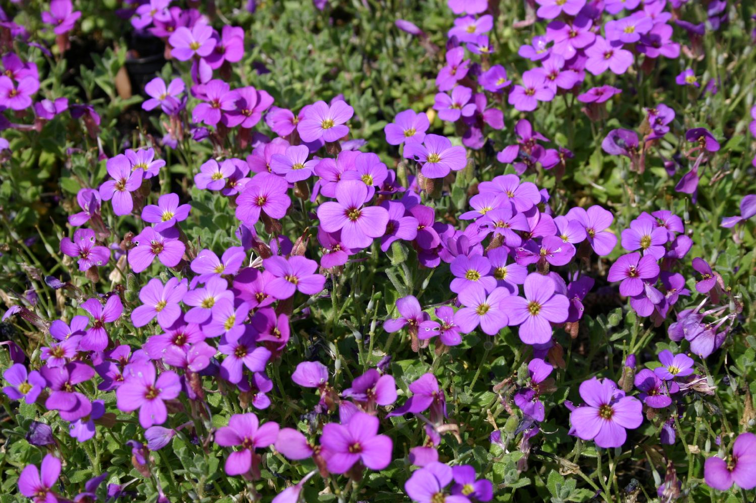 Aubrieta 'Hamburger Stadtpark' Garten-Blaukissen