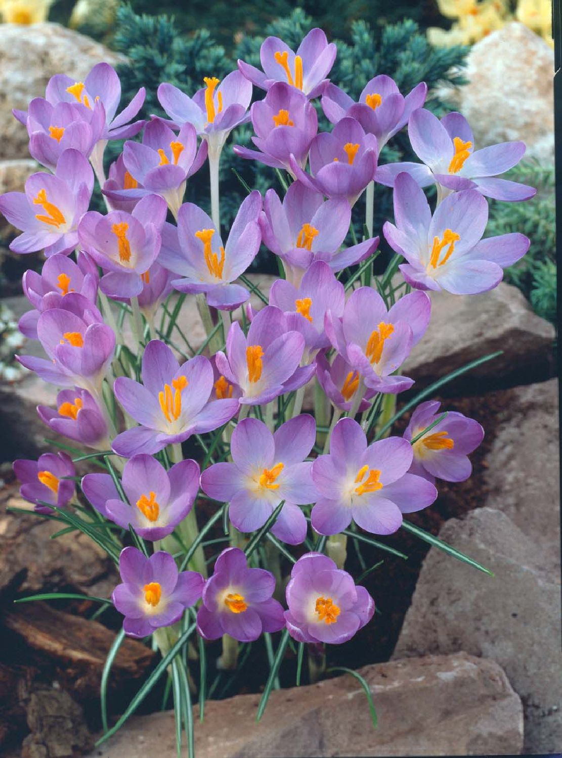 Crocus tommasinianus 'Barr's Purple' Kleinblütiger Garten-Krokus