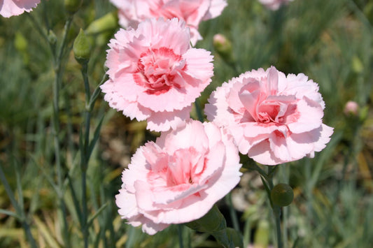 Dianthus plumarius 'Doris' Garten-Feder-Nelke