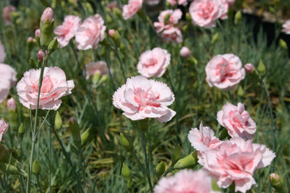 Dianthus plumarius 'Doris' (Garten-Feder-Nelke)