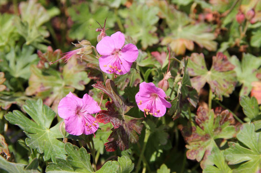 Geranium x cantabrigiense 'Berggarten' Cambridge-Storchschnabel