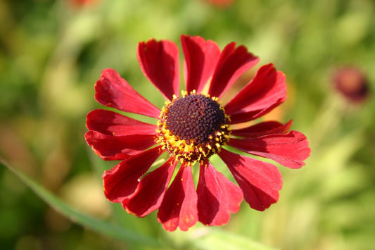 Helenium 'Rubinzwerg' Garten Sonnenbraut