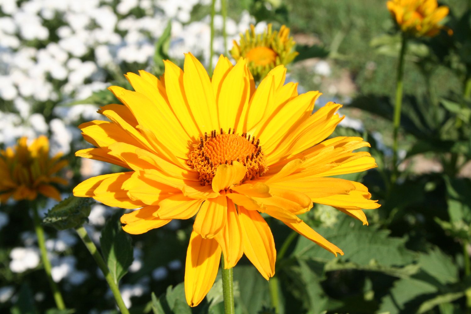 Heliopsis scabra 'Venus' Garten-Sonnenauge
