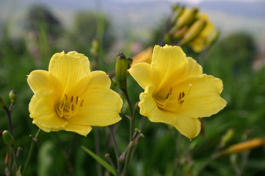 Hemerocallis 'Bitsy' Miniaturblütige Taglilie