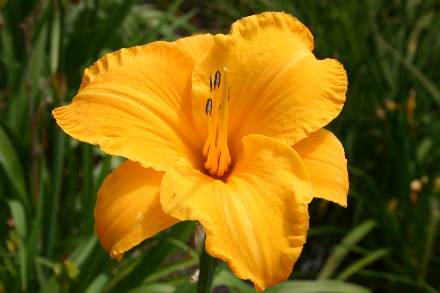 Hemerocallis 'By Myself' Großblumige Taglilie