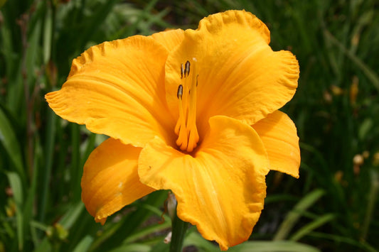 Hemerocallis 'By Myself' Großblumige Taglilie