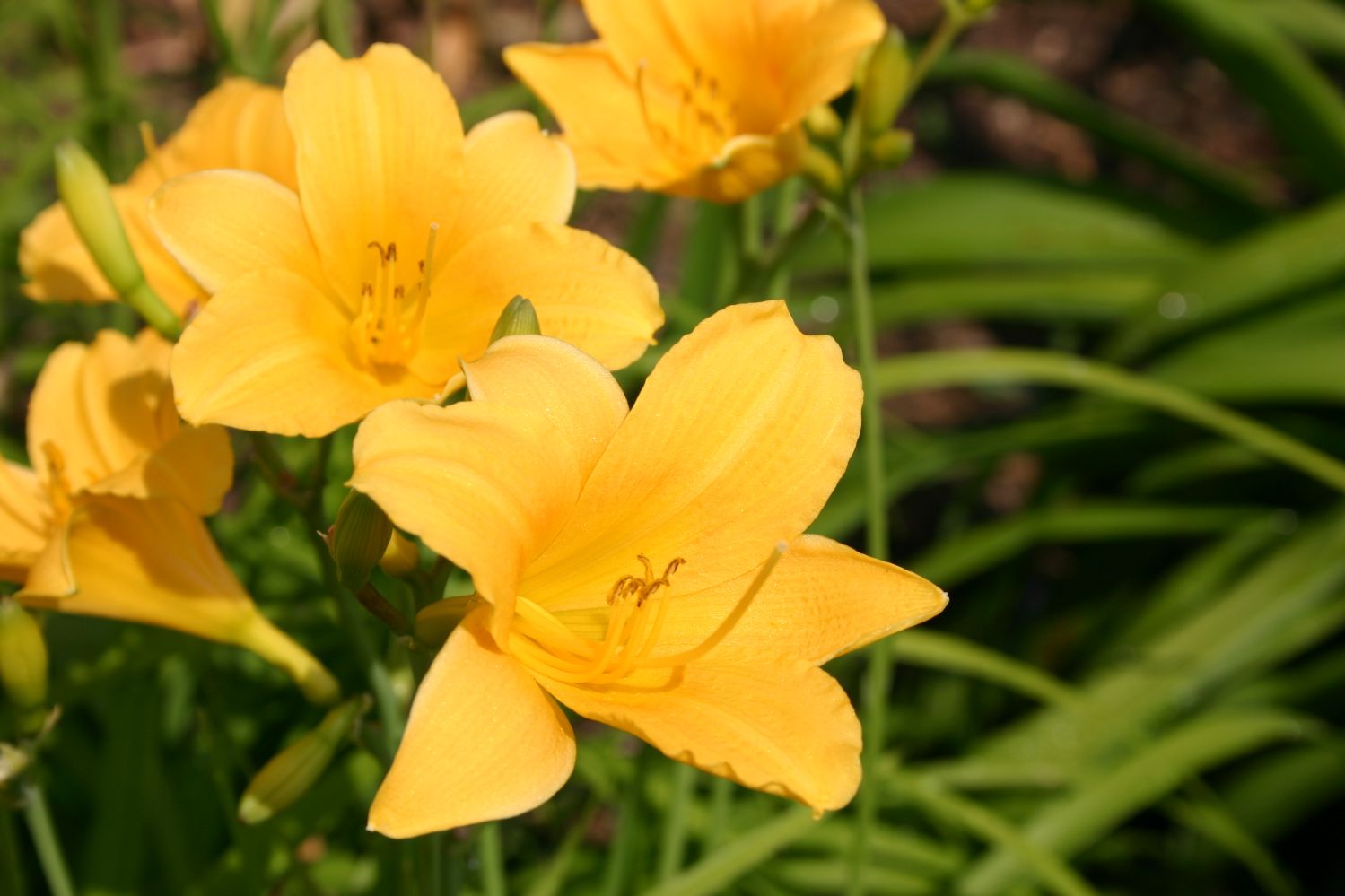 Hemerocallis 'Daily Bread' Miniaturblütige Taglilie
