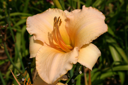 Hemerocallis 'Helle Berlinerin' Großblumige Taglilie