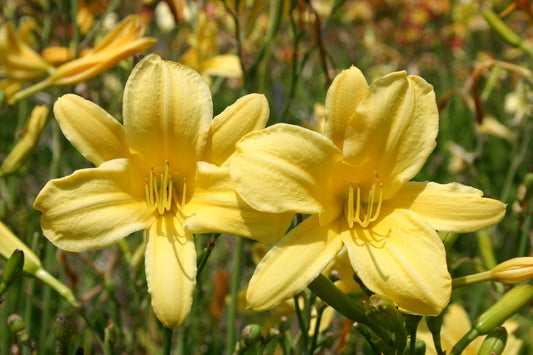 Hemerocallis 'Rundblick' Kleinblumige Taglilie