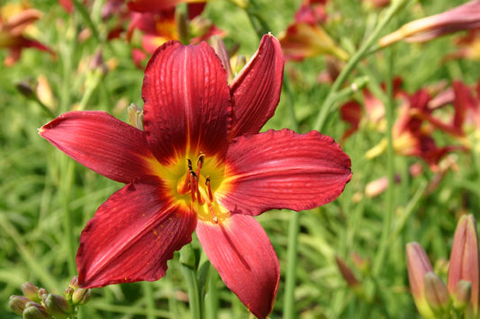 Hemerocallis 'Shining Plumage' Großblumige Taglilie