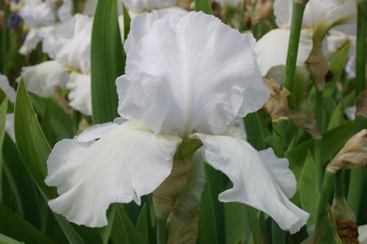 Iris Barbata-Elatior 'Cup Race' Hohe Garten-Schwertlilie