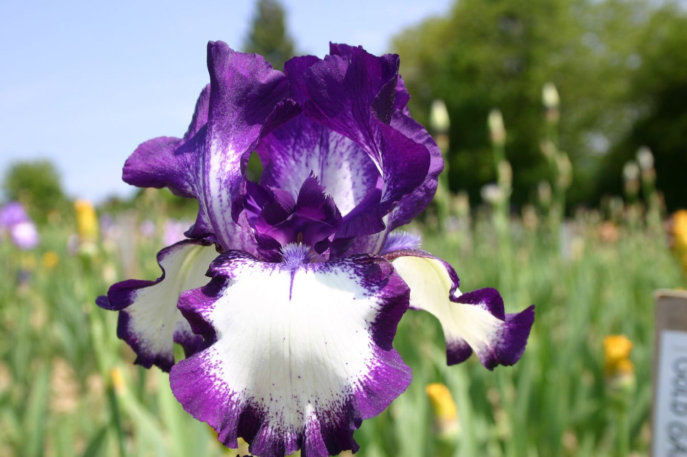 Iris BarbataElatior 'Going My Way' (Hohe GartenSchwertlilie)