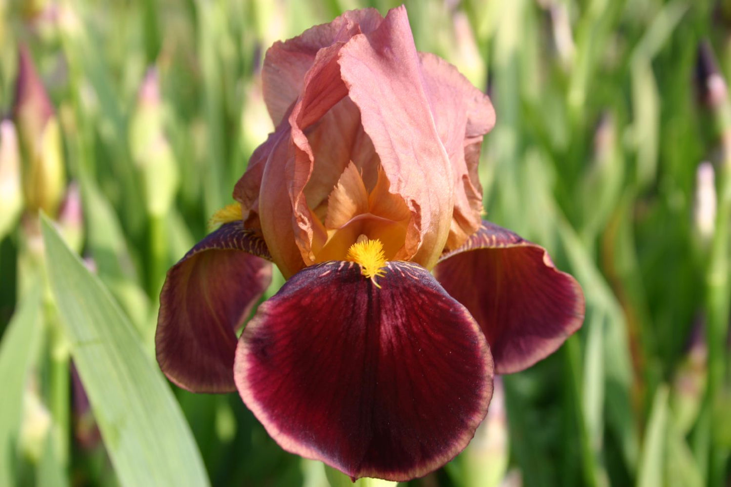Iris Barbata-Elatior 'Louvois' Hohe Garten-Schwertlilie